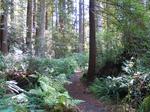 Florence Keller foot trail through the redwoods (2)